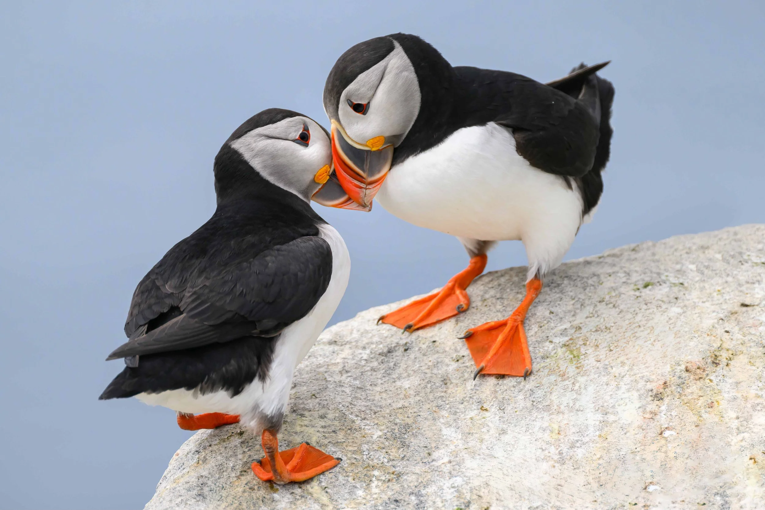 Puffins — Nancy A Orbe Photography